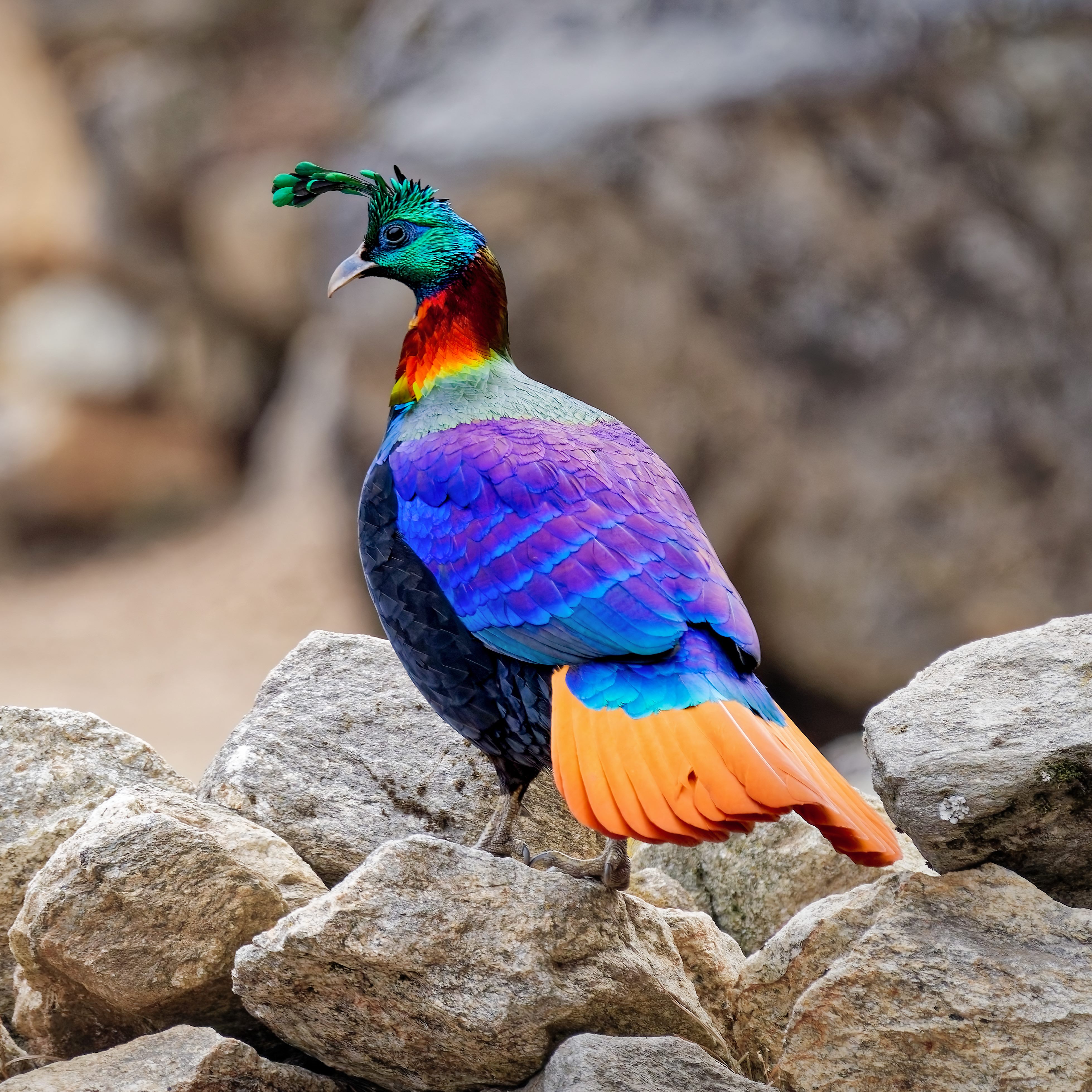 Himalayan Monal — Bumthang & Chelela