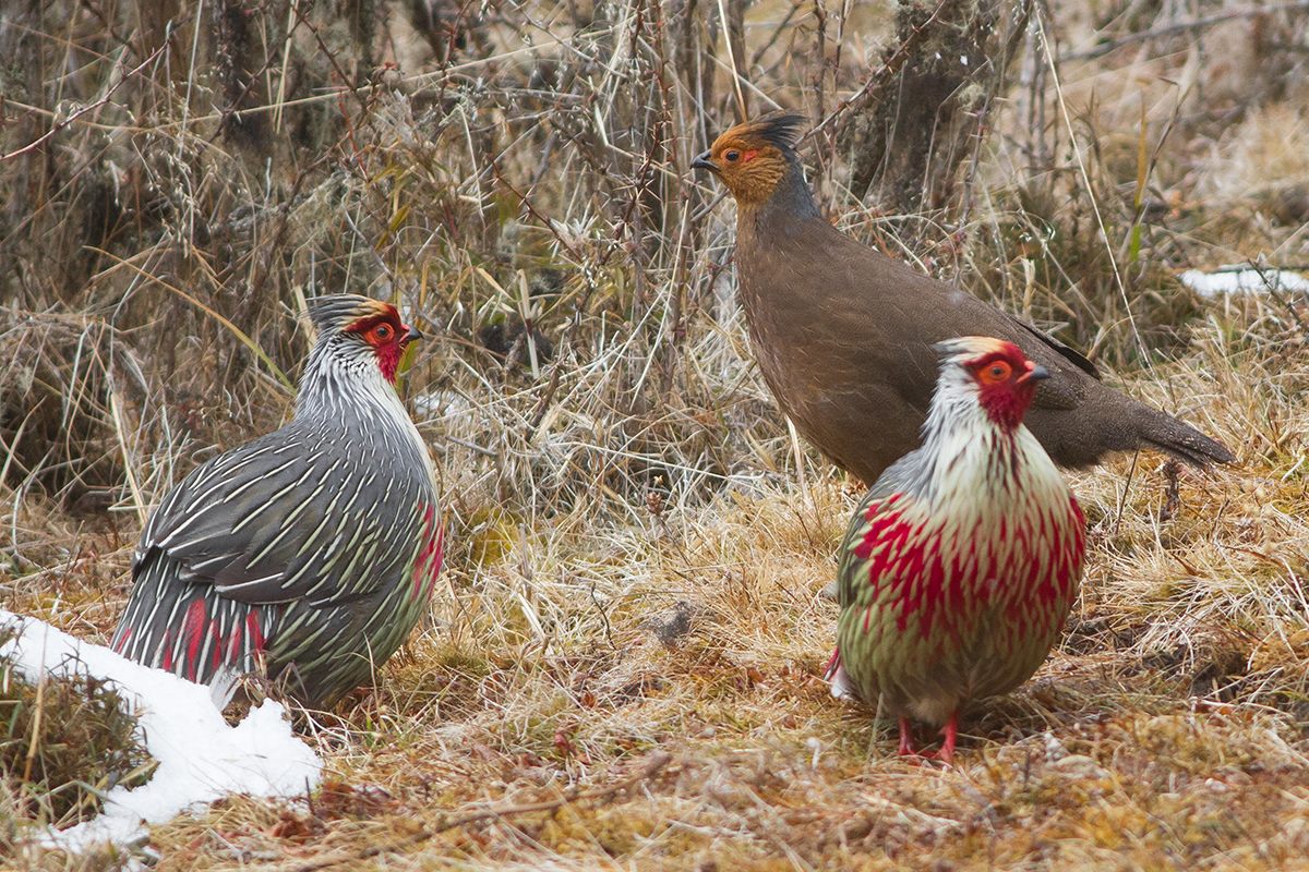 Blood Pheasant — Haa Valley, Bhutan