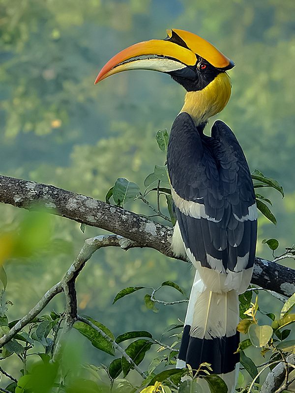 Great Hornbill — Royal Manas
