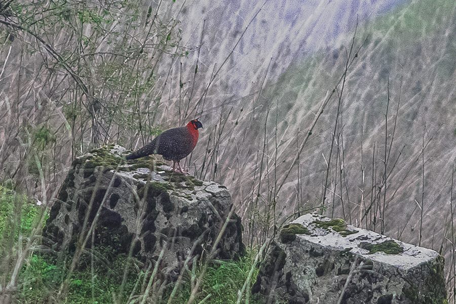 Satyr Tragopan
