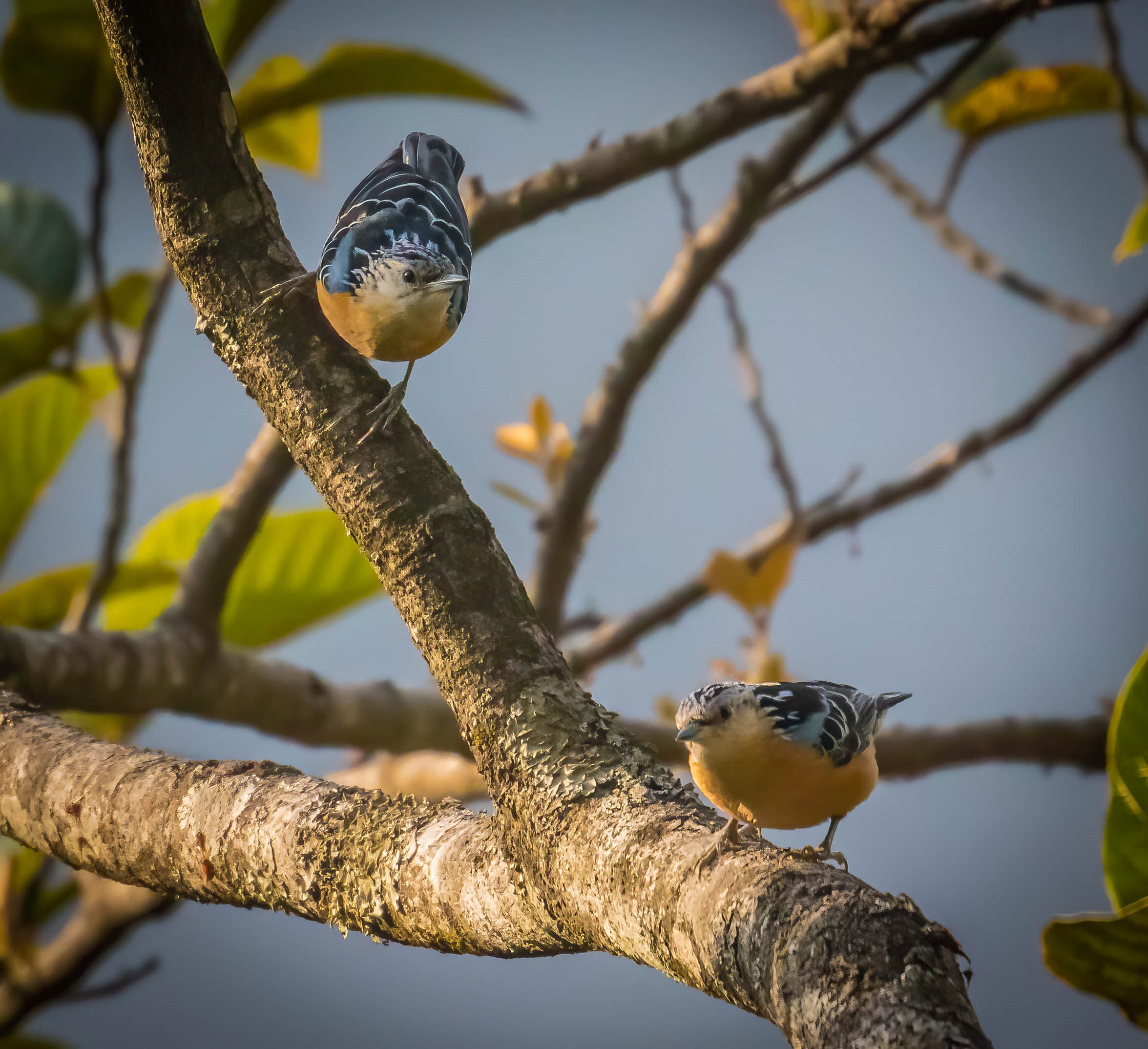 Beautiful Nuthatch pair — Trashiyangtse, Bhutan