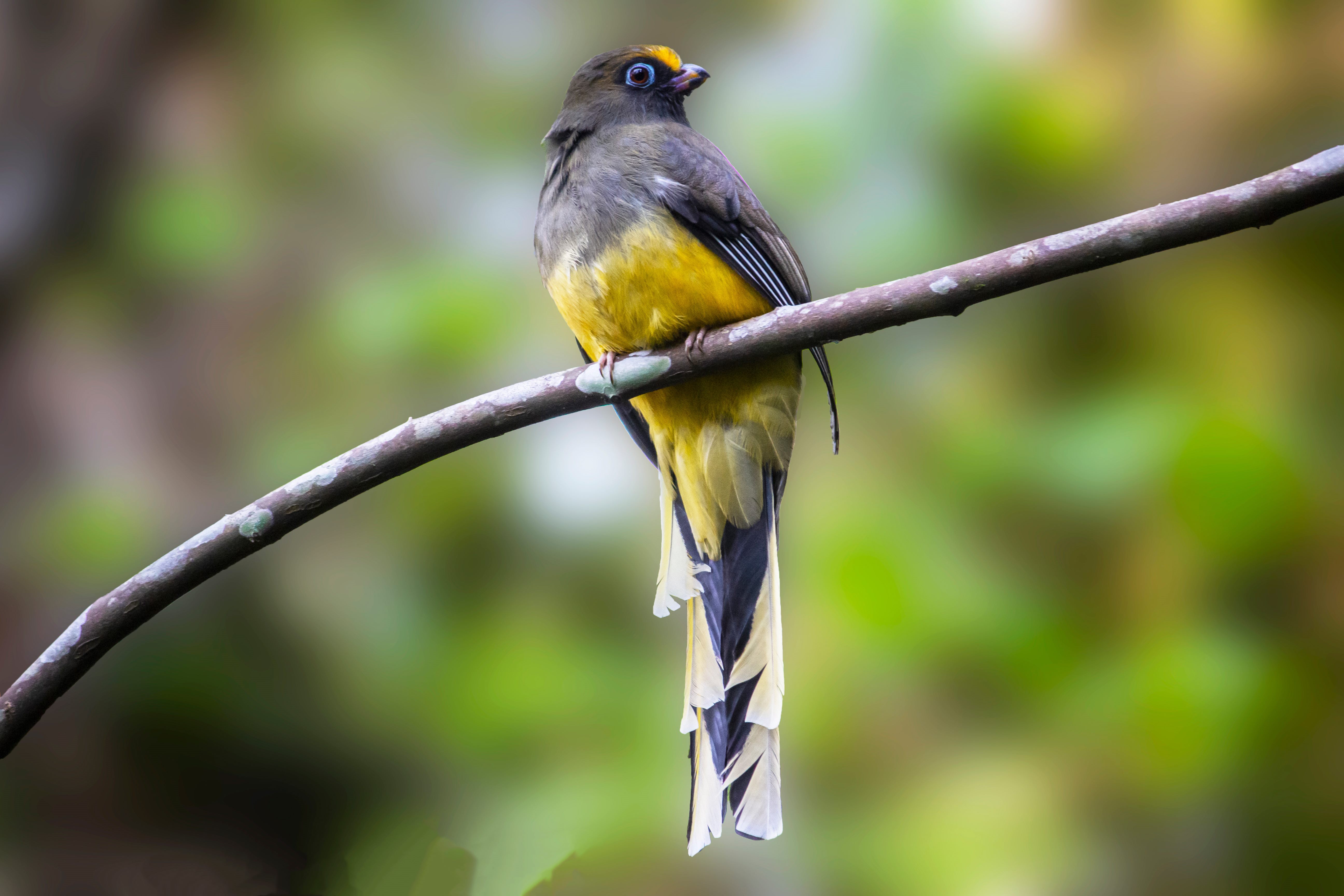 Birding in Bhutan
