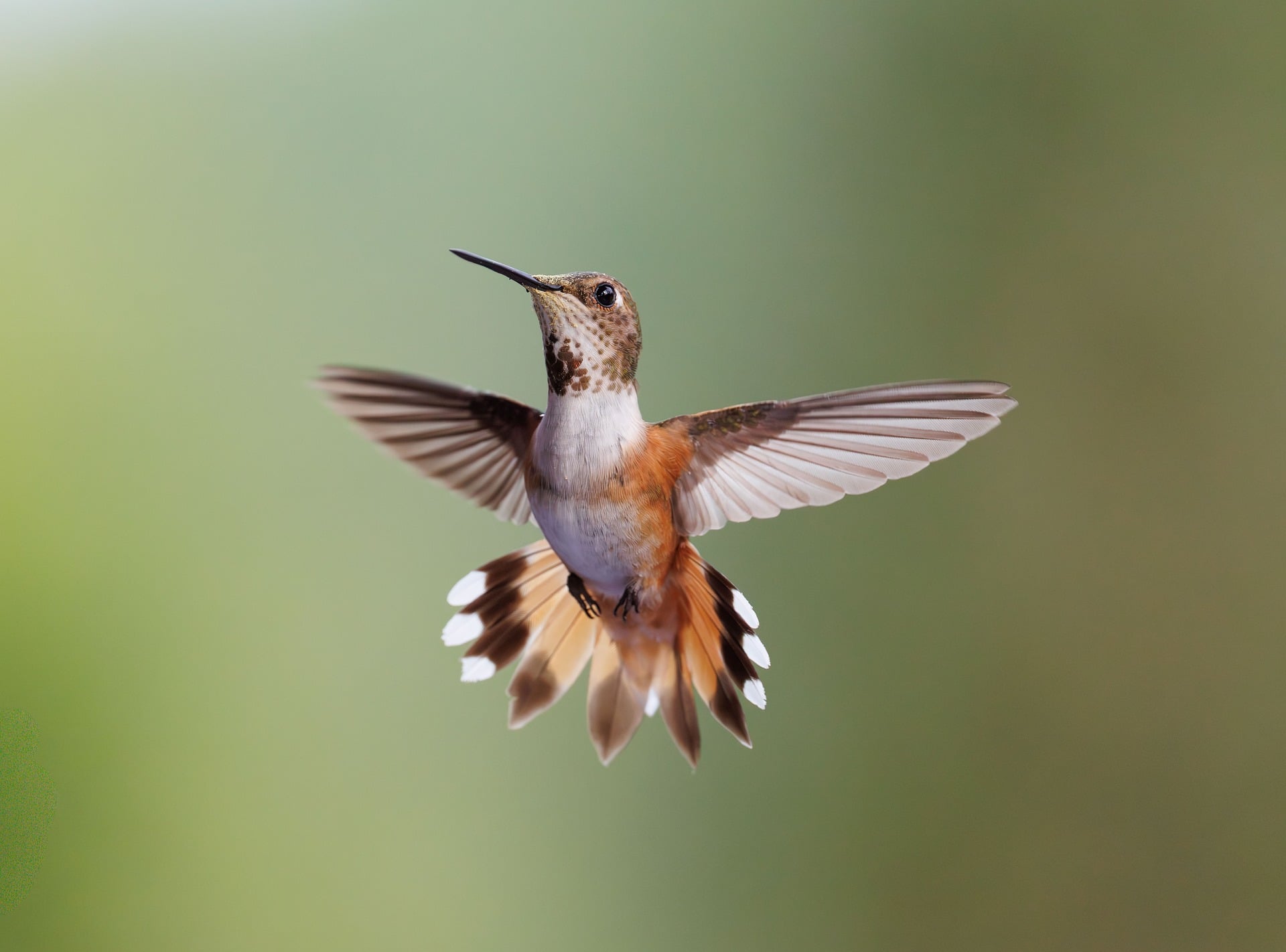 Birding Tour Bhutan